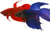 Justfish Logo