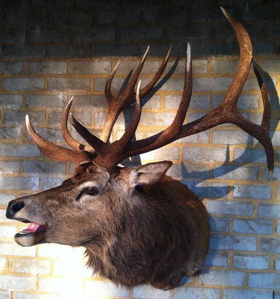 Valley Taxidermy
