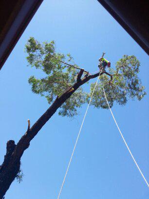 Joel's Tree Services