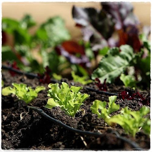 Planted Passion Horticultural Services