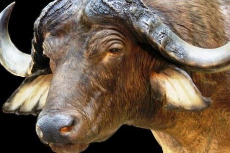 Taxidermy Australia: Tony Bianco
