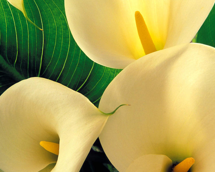 Australian Direct Cremations & Funeral Services