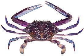 Blue Crab Charters