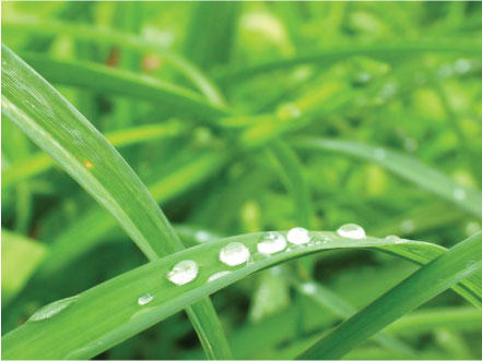 Jimboomba Turf Group