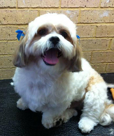 Pampered Pooches Dog grooming Rockingham