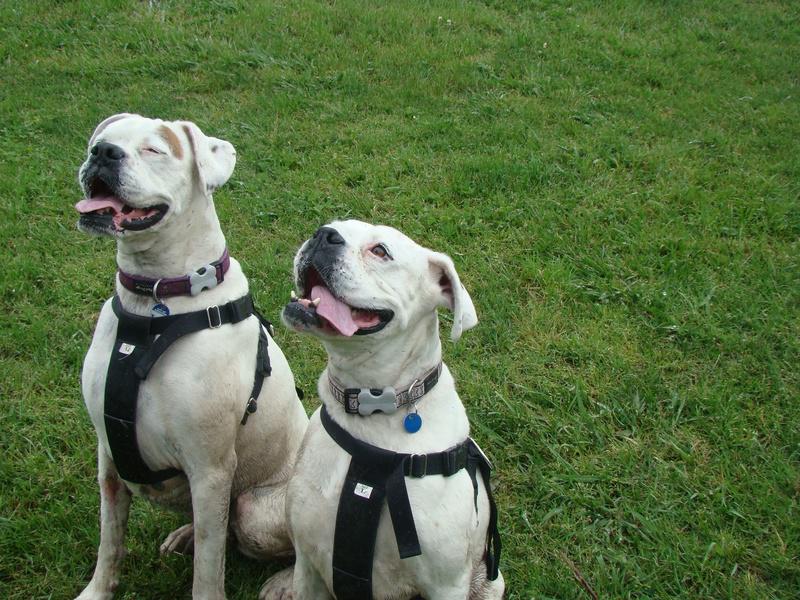 Ace's Academy 4 Dogs