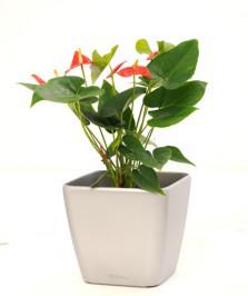 Indoor Gardens