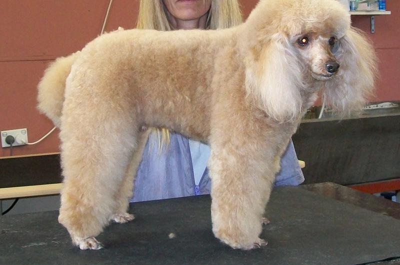 Mrs Woofa Dog Grooming