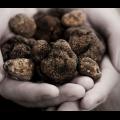 The Truffle Store