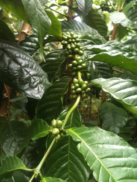 Baraka Coffee School