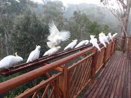 Sydney Pest Control