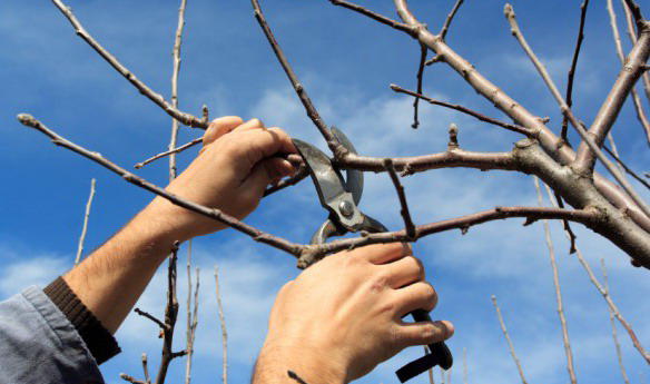 Tree Pruning & Hedge Cutting Services