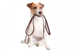 Termite Terriers