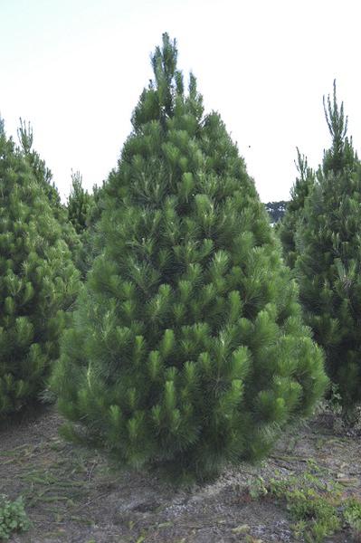 Christmas Trees Bayside logo
