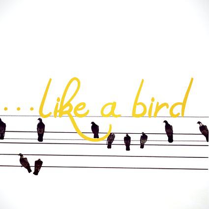 Like a Bird Vocal Tuition