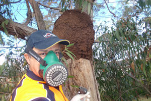 Home Termite Control: St Ives Chase