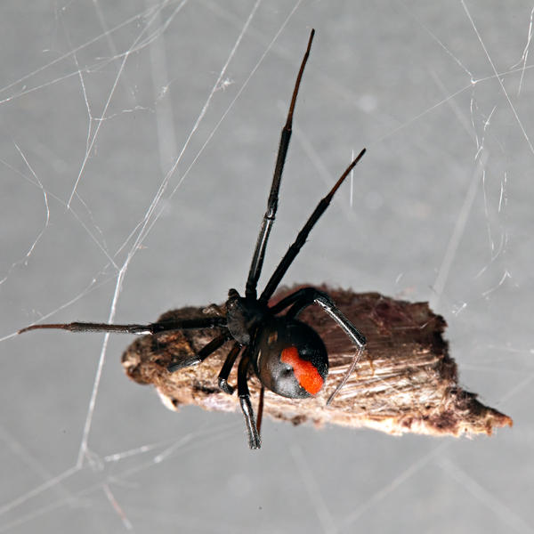 Adept Pest & Termite Management