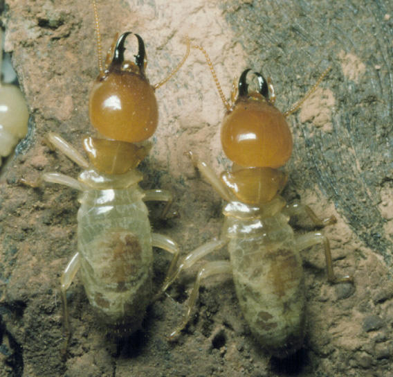 The Termite Managers