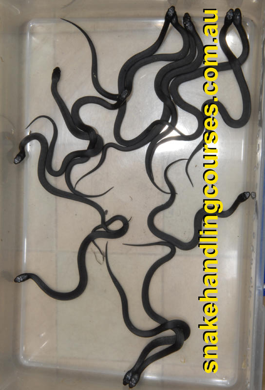 Snakebusters