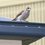 Leafshield Gutter Protection Qld