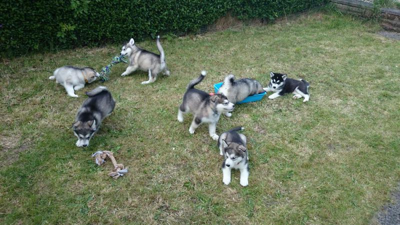 Stunning Siberian Husky Pups For Sale