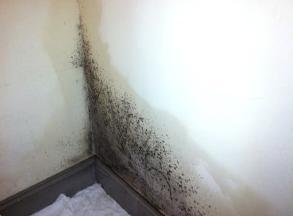 Mould Removals Sydney: Colyton
