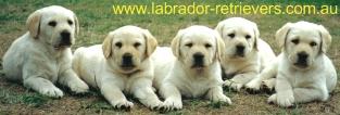 Labrador Retrievers logo