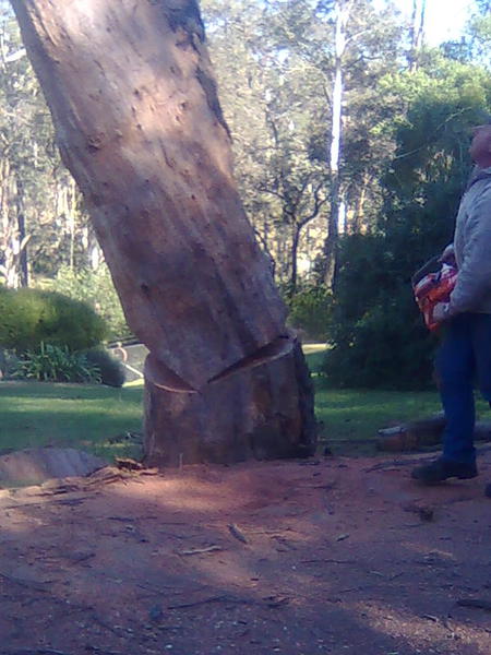 Hills District Stump Grinding: Kenthurst