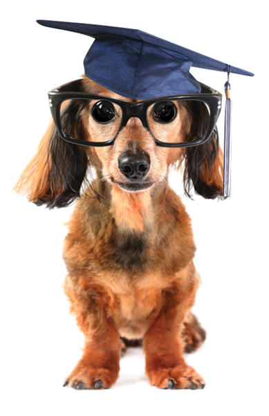 The Canine Classroom