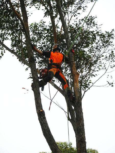 JJays Tree Services