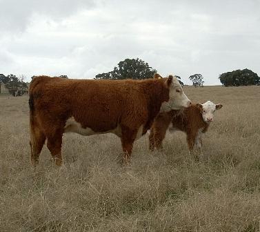Australian Miniature Hereford Network