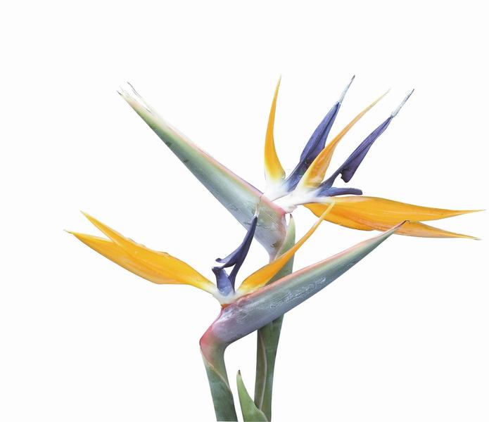 Sayers Strelitzia Nursery