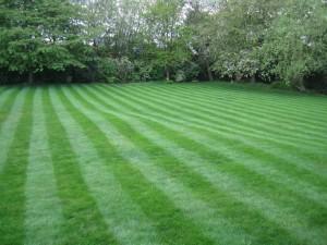 Turf Maintenance Services