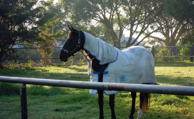 B-Bar Stud Agistment