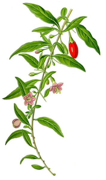 Red Berry Healthcare