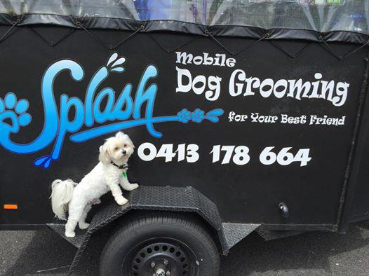 Splash Mobile Dog Grooming