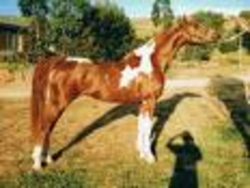 Miglander Pinto Arab Stud