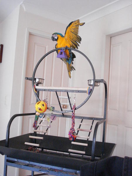 Pet Sitting in Oasis Gold Coast