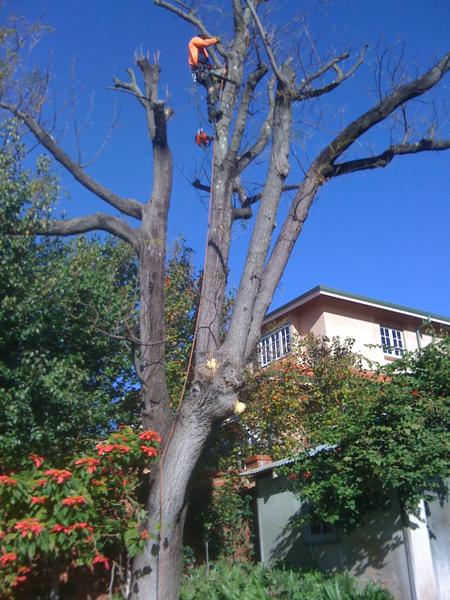 West Coast Arbor Service: Cottesloe