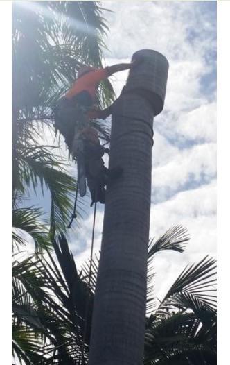New Leaf Tree Care