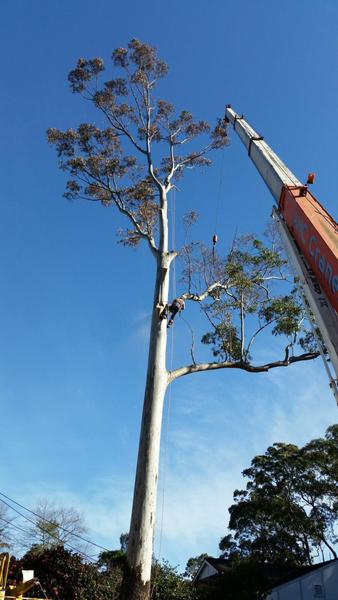 Tall Timbers Tree Services