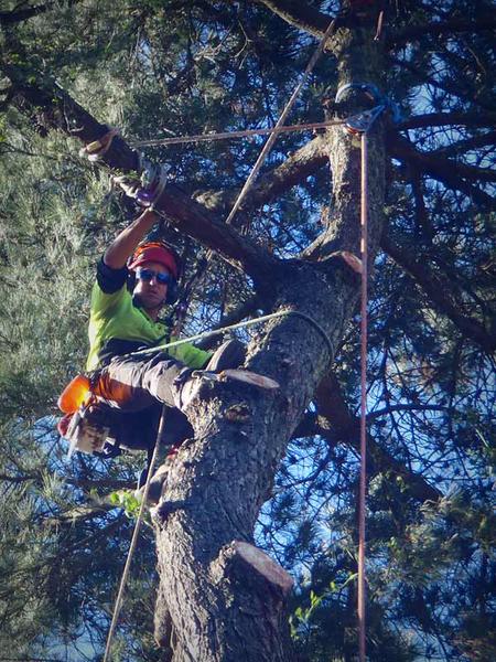 Eucalyptus Tree Services