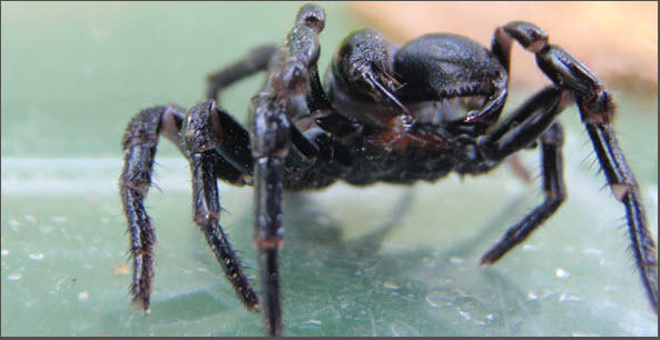 Home Termite Control: Frenchs Forest