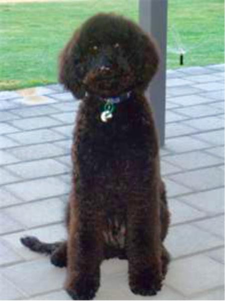 Ruff To Fluff Dog Grooming logo