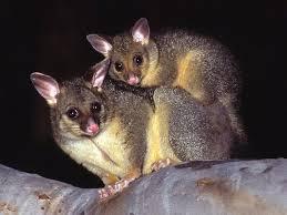 Critter Control Pest Management