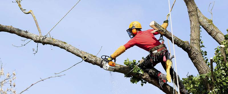 The Greatest Tree Services Pty Ltd