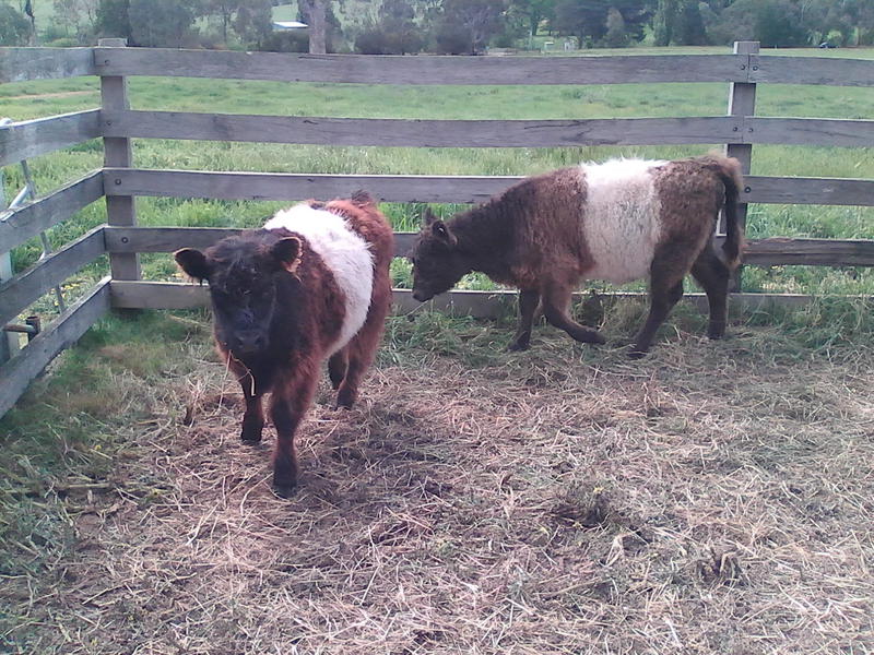 High Country Miniature Belted Galloways