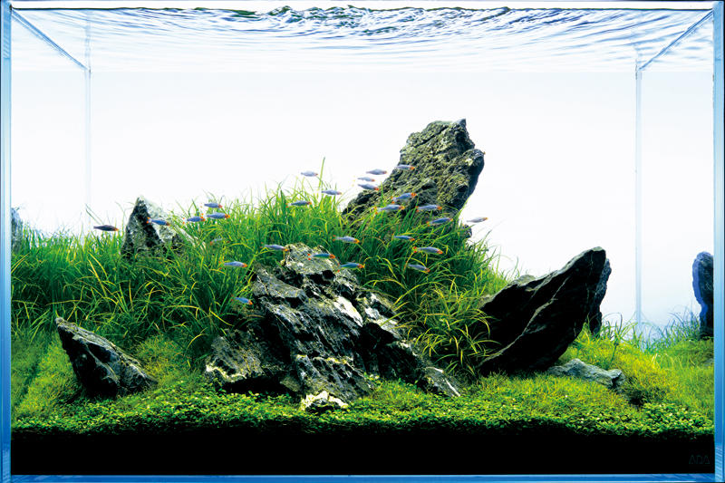 Aquarium Gallery