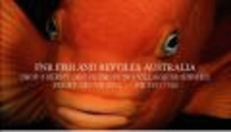 Fish and Reptiles Australia logo