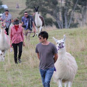 Ottaba Llama Walks